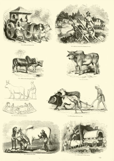 Página de The Pictorial Museum of Animated Nature de English School