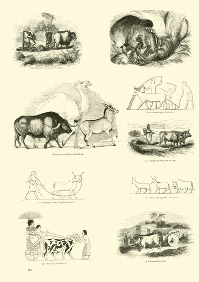 Página de The Pictorial Museum of Animated Nature de English School