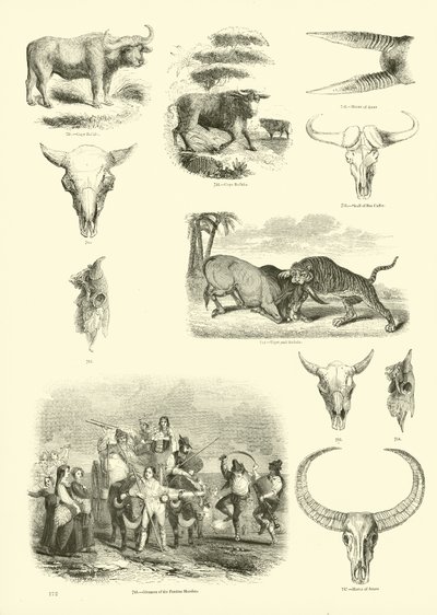Página de The Pictorial Museum of Animated Nature de English School