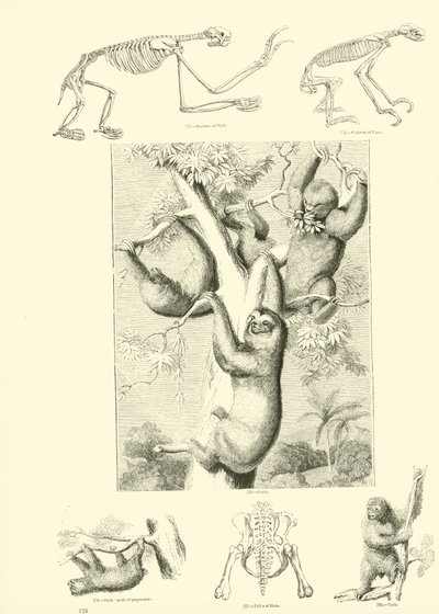 Página de The Pictorial Museum of Animated Nature de English School
