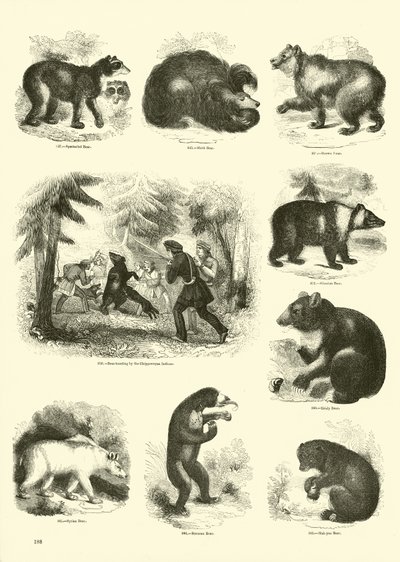Página de The Pictorial Museum of Animated Nature de English School