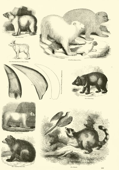 Página de The Pictorial Museum of Animated Nature de English School