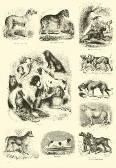 Página de The Pictorial Museum of Animated Nature de English School