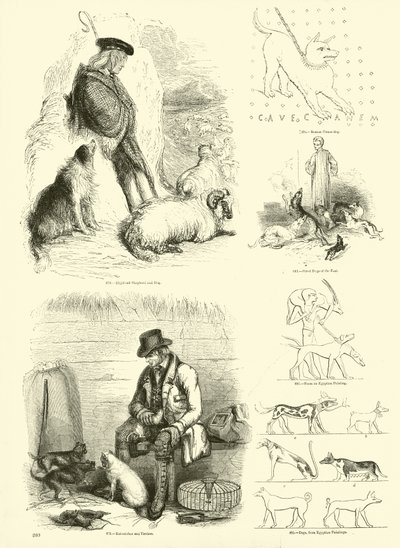 Página de The Pictorial Museum of Animated Nature de English School