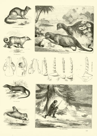 Página de The Pictorial Museum of Animated Nature de English School
