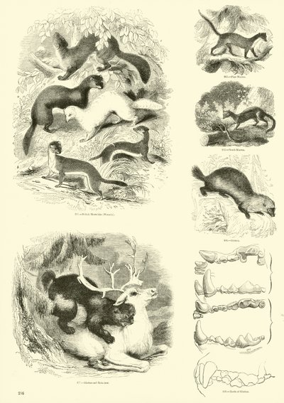 Página de The Pictorial Museum of Animated Nature de English School