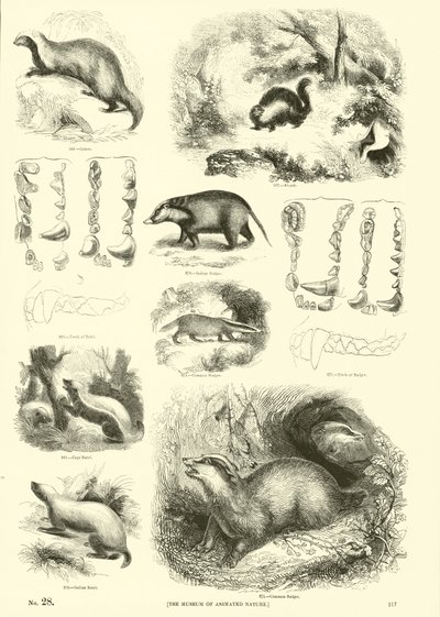 Página de The Pictorial Museum of Animated Nature de English School