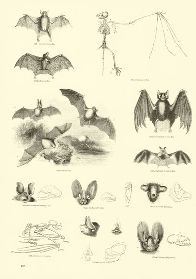 Página de The Pictorial Museum of Animated Nature de English School