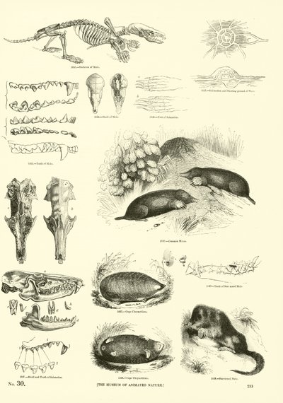 Página de The Pictorial Museum of Animated Nature de English School