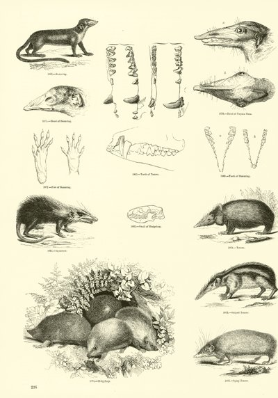 Página de The Pictorial Museum of Animated Nature de English School