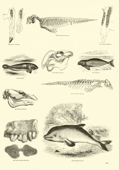 Página de The Pictorial Museum of Animated Nature de English School