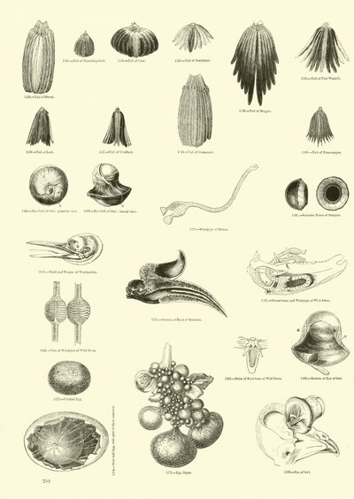 Página de The Pictorial Museum of Animated Nature de English School