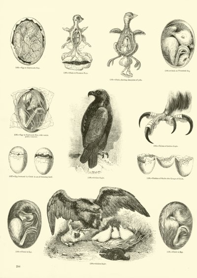 Página de The Pictorial Museum of Animated Nature de English School