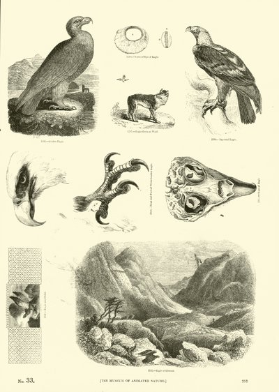 Página de The Pictorial Museum of Animated Nature de English School