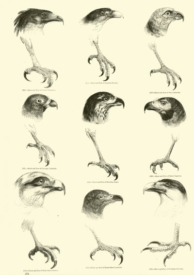 Página de The Pictorial Museum of Animated Nature de English School