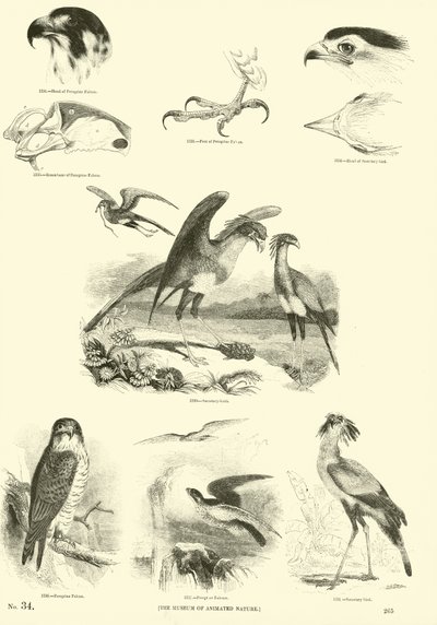 Página de The Pictorial Museum of Animated Nature de English School