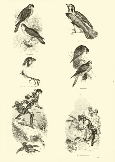 Página de The Pictorial Museum of Animated Nature de English School