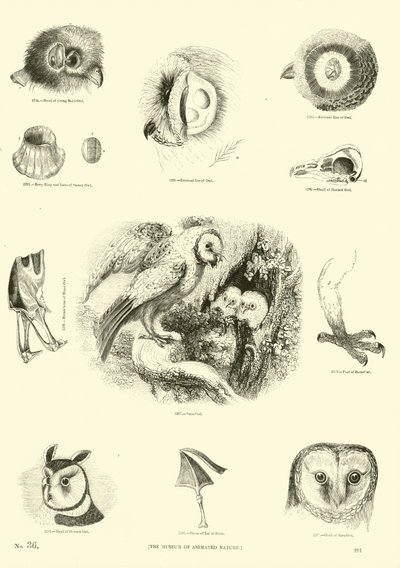 Página de The Pictorial Museum of Animated Nature de English School