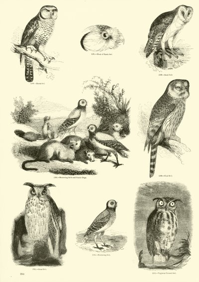 Página de The Pictorial Museum of Animated Nature de English School