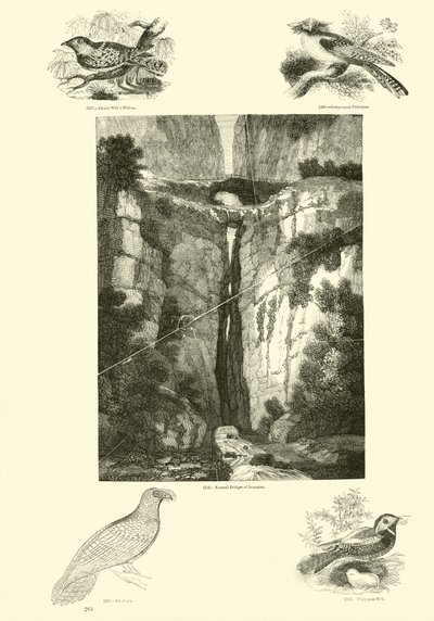 Página de The Pictorial Museum of Animated Nature de English School