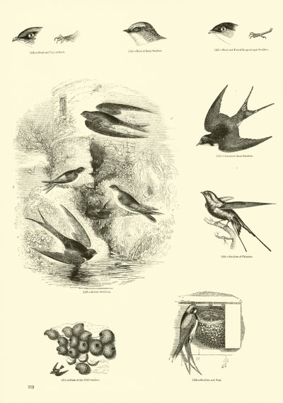 Página de The Pictorial Museum of Animated Nature de English School