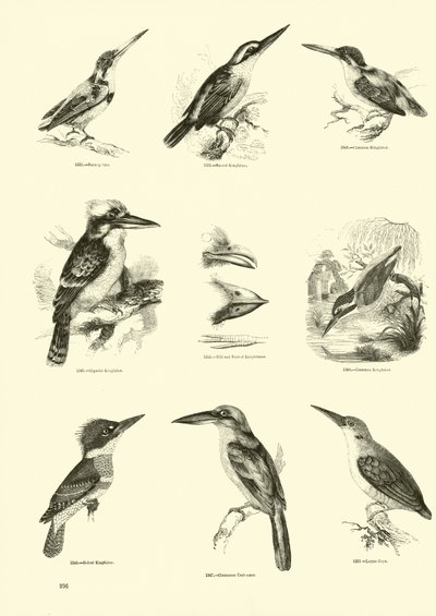 Página de The Pictorial Museum of Animated Nature de English School