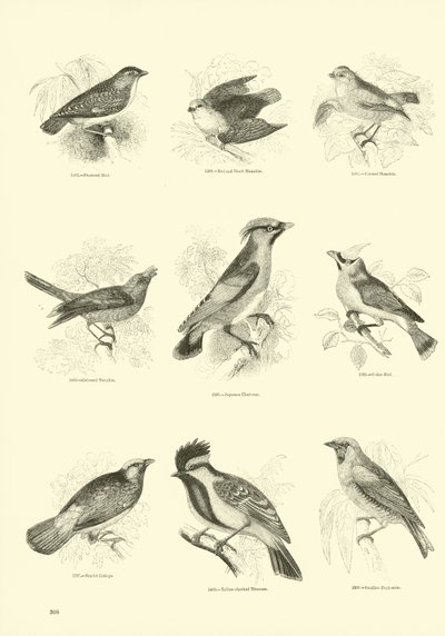 Página de The Pictorial Museum of Animated Nature de English School