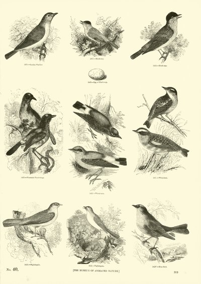 Página de The Pictorial Museum of Animated Nature de English School