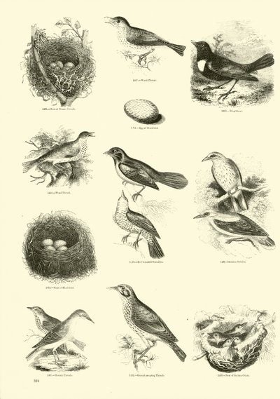 Página de The Pictorial Museum of Animated Nature de English School