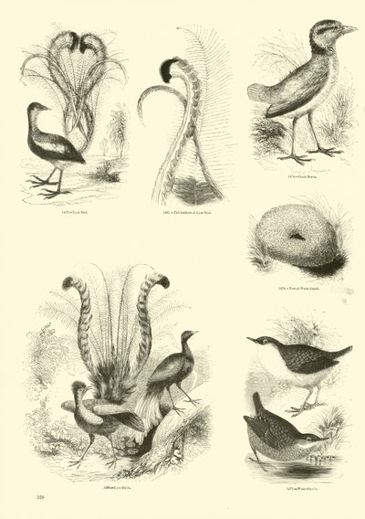 Página de The Pictorial Museum of Animated Nature de English School