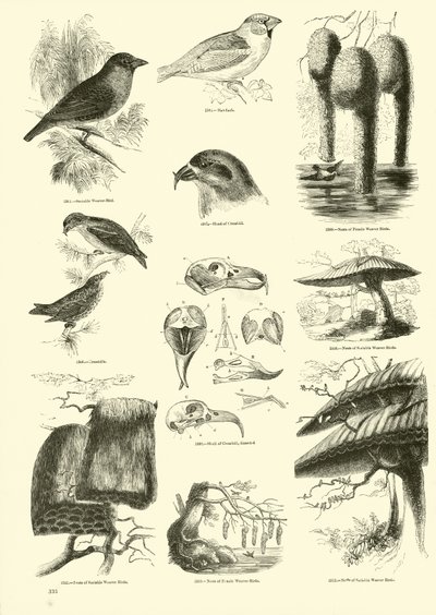Página de The Pictorial Museum of Animated Nature de English School