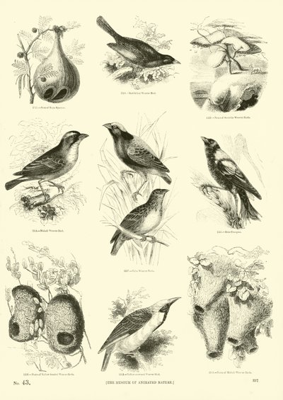 Página de The Pictorial Museum of Animated Nature de English School