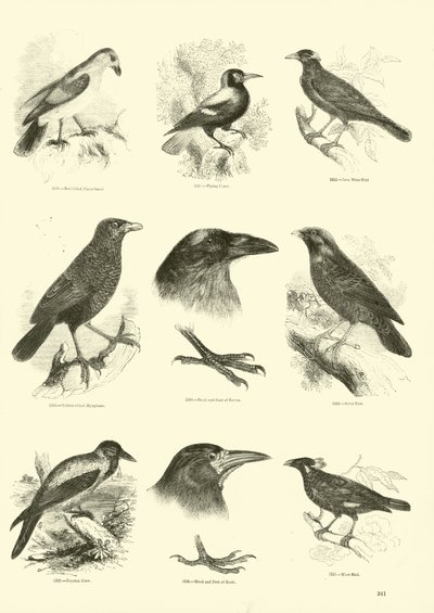 Página de The Pictorial Museum of Animated Nature de English School