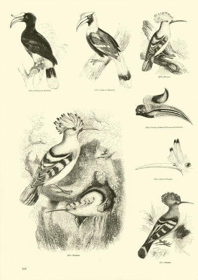 Página de The Pictorial Museum of Animated Nature de English School
