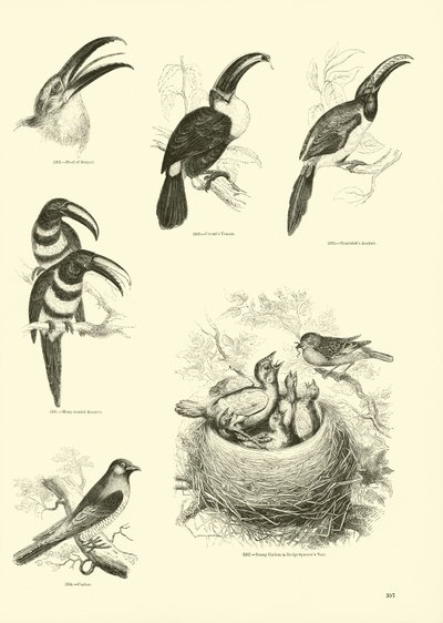 Página de The Pictorial Museum of Animated Nature de English School