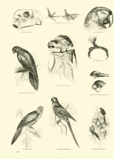 Página de The Pictorial Museum of Animated Nature de English School