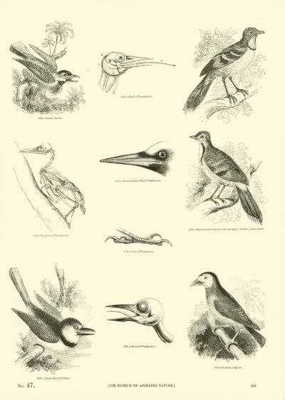 Página de The Pictorial Museum of Animated Nature de English School