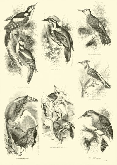 Página de The Pictorial Museum of Animated Nature de English School
