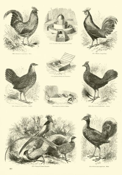 Página de The Pictorial Museum of Animated Nature de English School