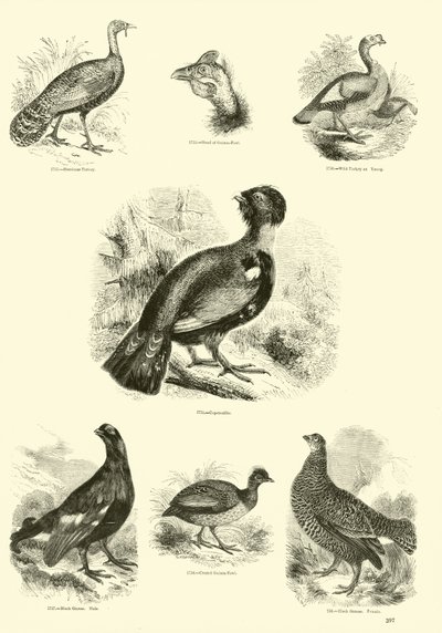 Página de The Pictorial Museum of Animated Nature de English School