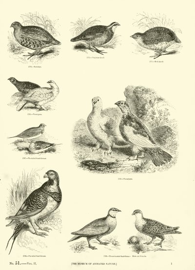 Página de The Pictorial Museum of Animated Nature de English School