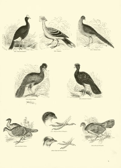 Página de The Pictorial Museum of Animated Nature de English School