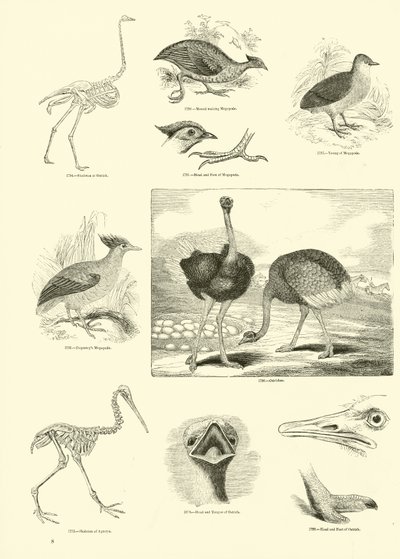 Página de The Pictorial Museum of Animated Nature de English School