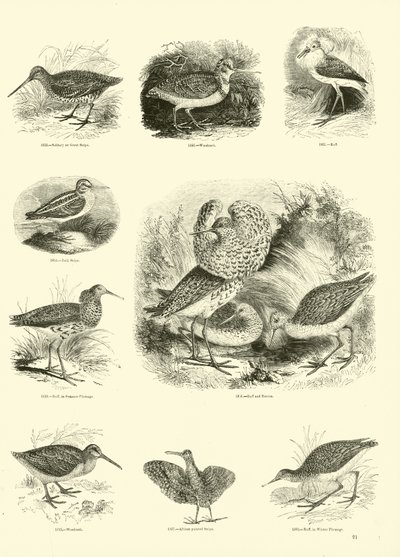 Página de The Pictorial Museum of Animated Nature de English School