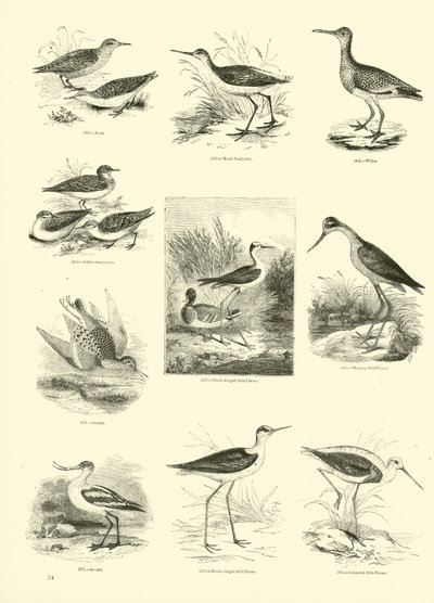 Página de The Pictorial Museum of Animated Nature de English School