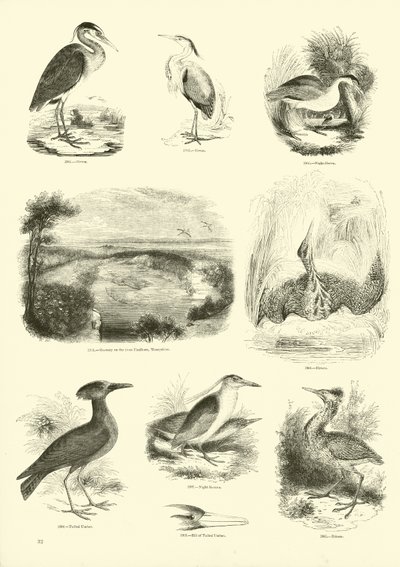Página de The Pictorial Museum of Animated Nature de English School