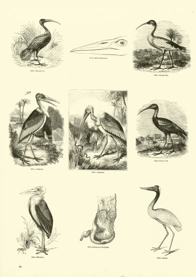 Página de The Pictorial Museum of Animated Nature de English School