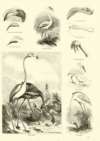 Página de The Pictorial Museum of Animated Nature de English School