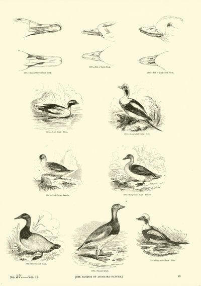 Página de The Pictorial Museum of Animated Nature de English School