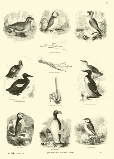 Página de The Pictorial Museum of Animated Nature de English School